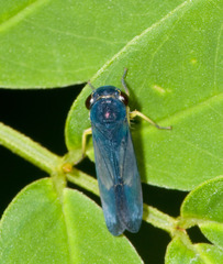 Cicadellinae