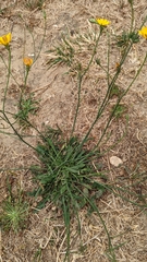 Hypochaeris radicata