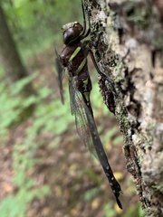 Aeshna tuberculifera