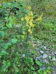 Verbascum chaixii