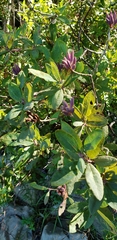 Rhododendron canadense