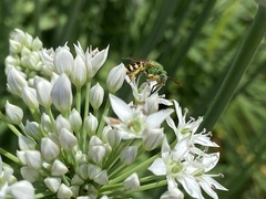 Agapostemon