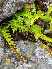 Polypodium virginianum