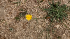 Hypochaeris radicata