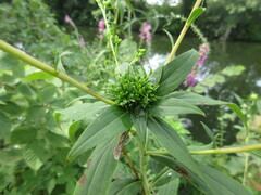 Rhopalomyia capitata
