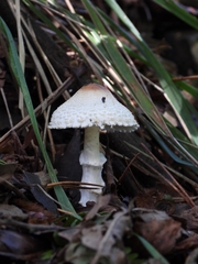Lepiota clypeolaria
