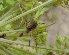 Oligolophus tridens