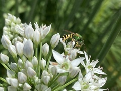 Agapostemon