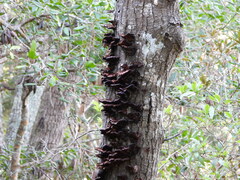 Ischnoderma resinosum