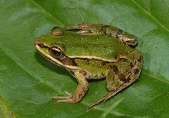 Pelophylax lessonae