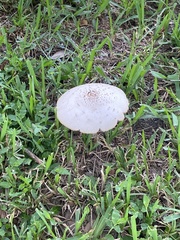 Chlorophyllum molybdites