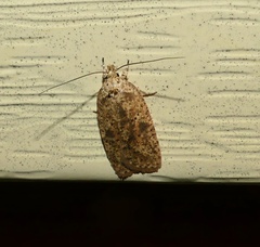Agonopterix pulvipennella