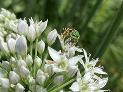 Agapostemon