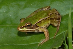 Pelophylax lessonae