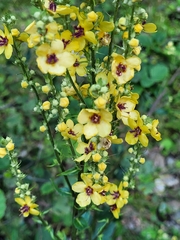 Verbascum chaixii