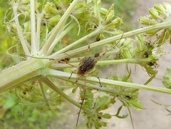 Oligolophus tridens