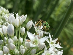 Agapostemon