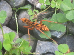 Sphictostethus gravesii