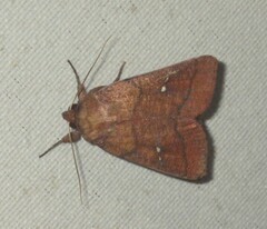 Mythimna