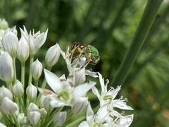 Agapostemon