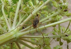 Oligolophus tridens