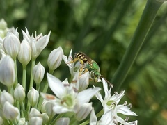 Agapostemon