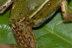 Pelophylax lessonae