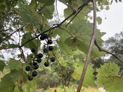 Vitis riparia
