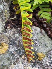 Polypodium virginianum