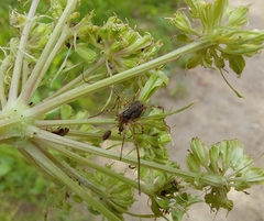 Oligolophus tridens
