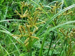 Cyperus imbricatus