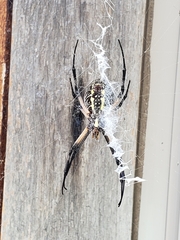 Argiope aurantia