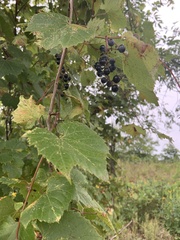 Vitis riparia