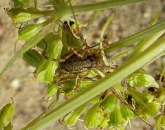 Oligolophus tridens