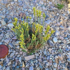 Artemisia pygmaea