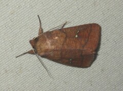 Mythimna