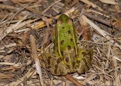 Pelophylax lessonae