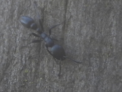 Pseudomyrmex lynceus