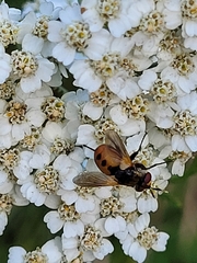 Gymnosoma