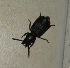 Spondylis buprestoides