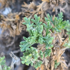 Artemisia pygmaea