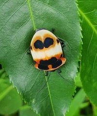Poecilocoris latus