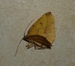 Heterolocha