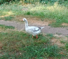 Anser anser domesticus