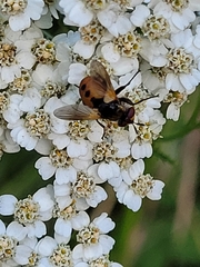 Gymnosoma