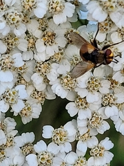 Gymnosoma