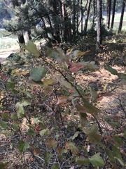 Physocarpus malvaceus