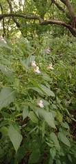 Impatiens glandulifera