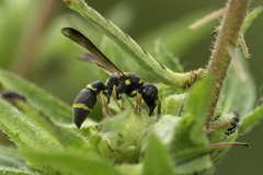 Parancistrocerus perennis