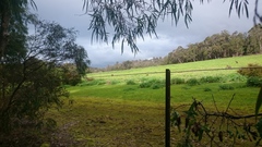 Macropus fuliginosus